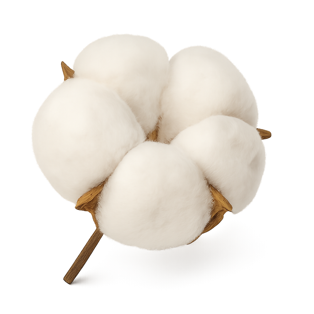 Weiße, geöffnete Baumwollblüte mit weicher, fluffiger Textur.