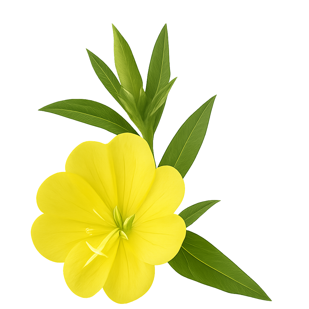 Leuchtend gelbe Blume mit spitz zulaufenden grünen Blättern.