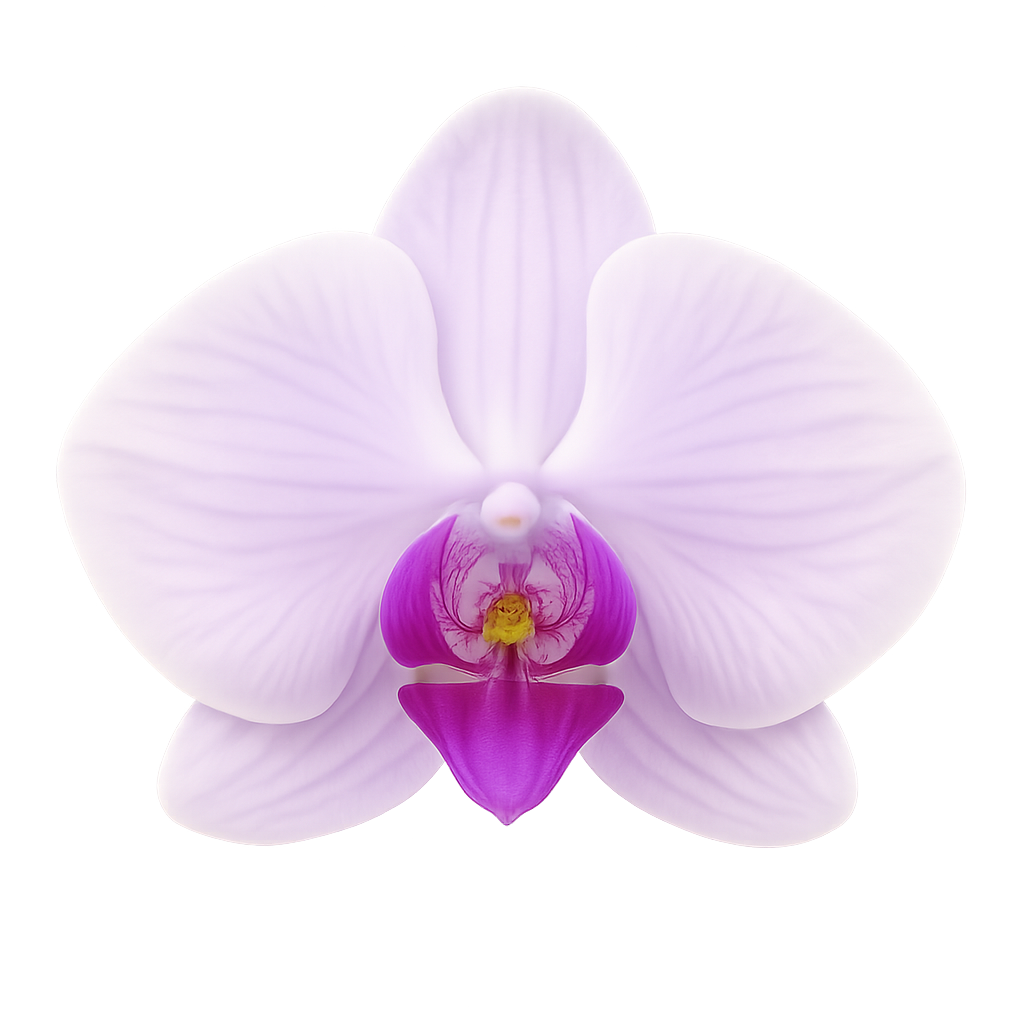 Pinke Orchideenblüte mit großen rosé-lilafarbenen Blättern und kleinen magentafarbenen Blüten.